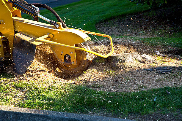 Best Tree Mulching  in Channel Lake, IL