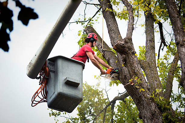 Channel Lake, IL Tree Services Company